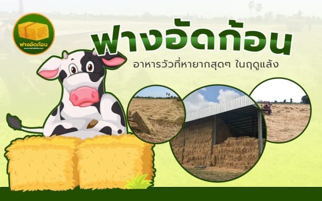 อาหารวัว-ฟางอัดก้อน
