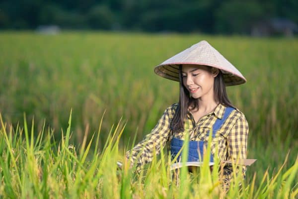 วิธีหารายได้จากฟางอัดก้อน