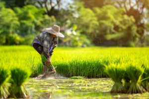 asian farmers grow rice rainy season
