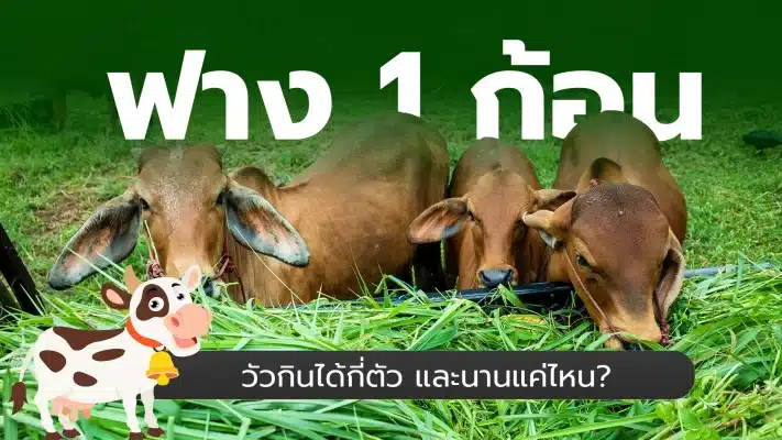 ฟาง1ก้อนวัวกินได้กี่ตัว