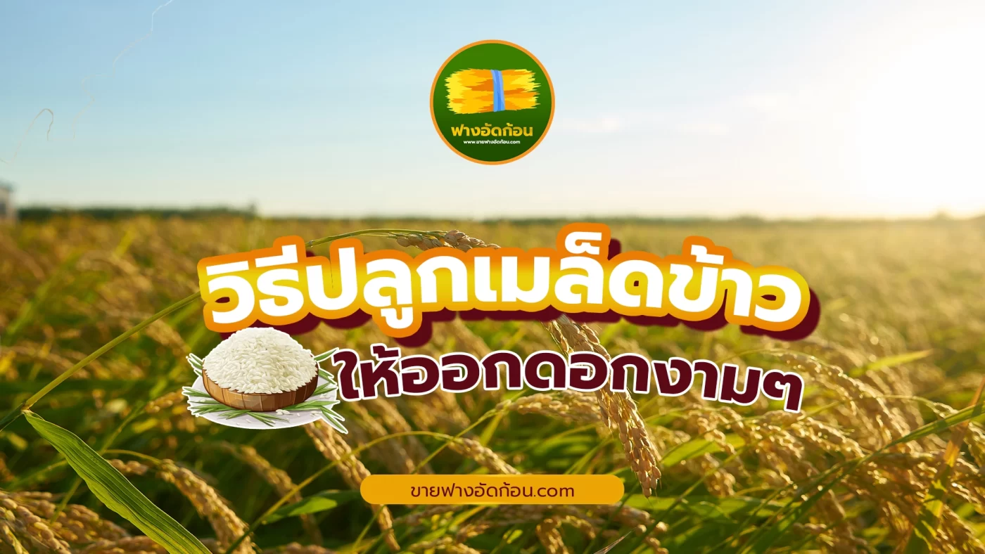 วิธีปลูกเมล็ดข้าวให้ออกดอกงาม