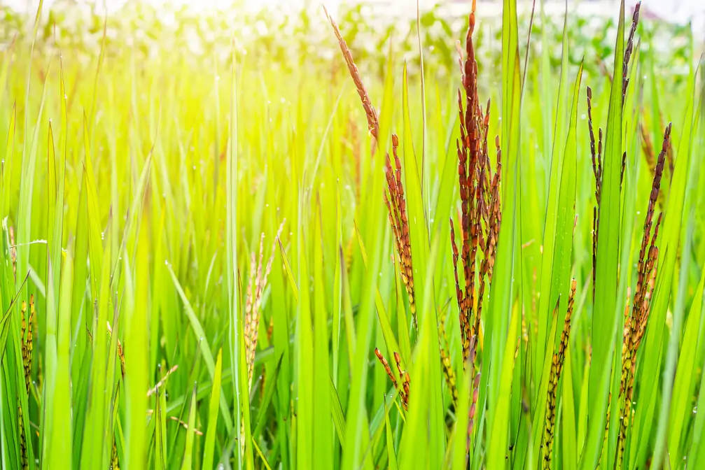 riceberry plant green organic rice paddy field