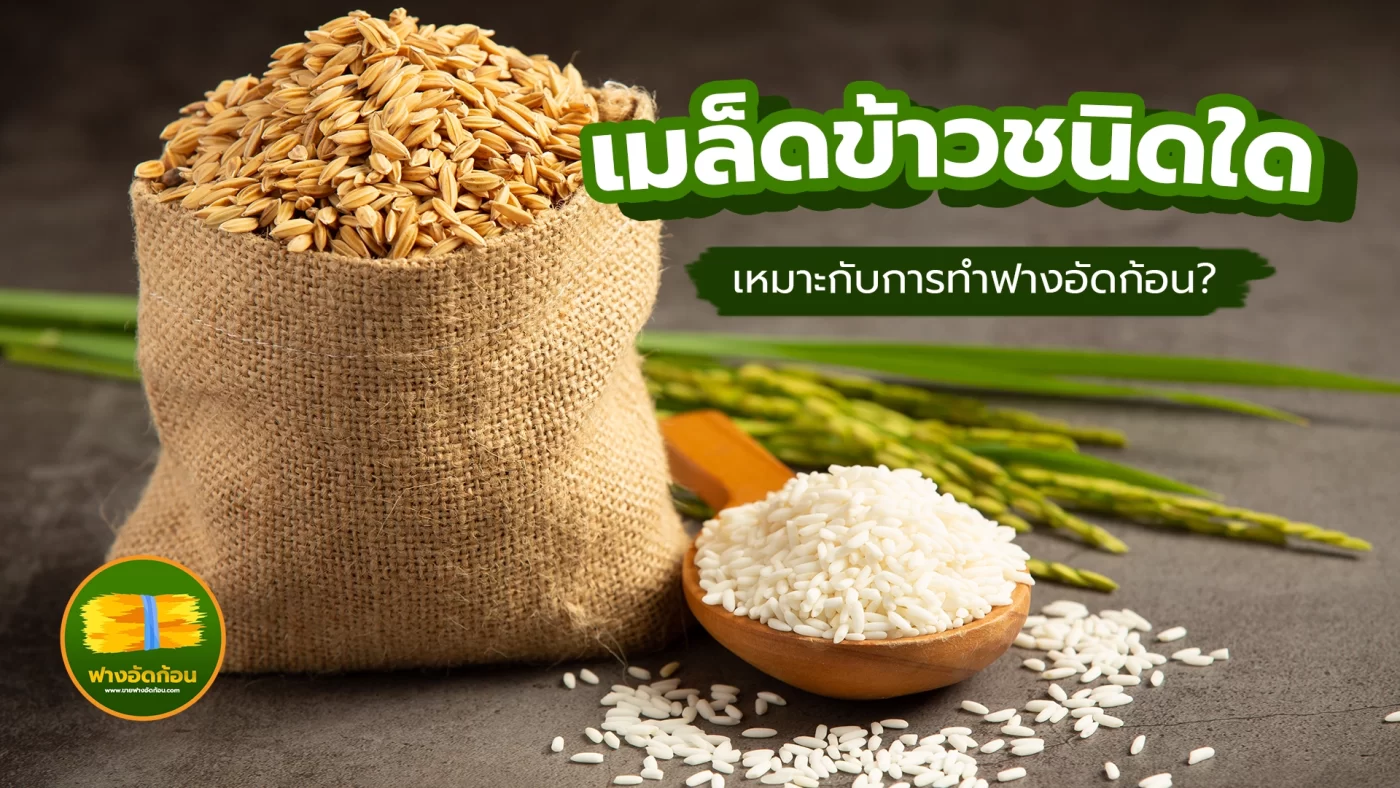 เมล็ดข้าวชนิดใด เหมาะกับการทำฟางอัดก้อน