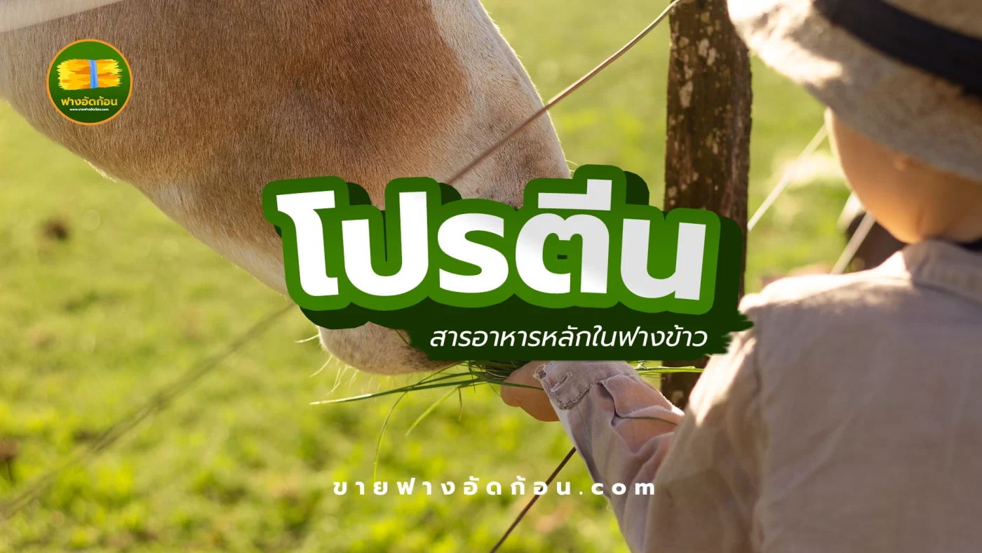 โปรตีน สารอาหารหลัก ในฟางข้าว