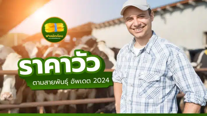ราคาวัวแต่ละประเภท ตามสายพันธุ์