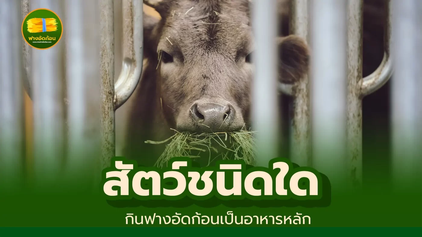 สัตว์ชนิดใด กินฟางอัดก้อนเป็นอาหาร