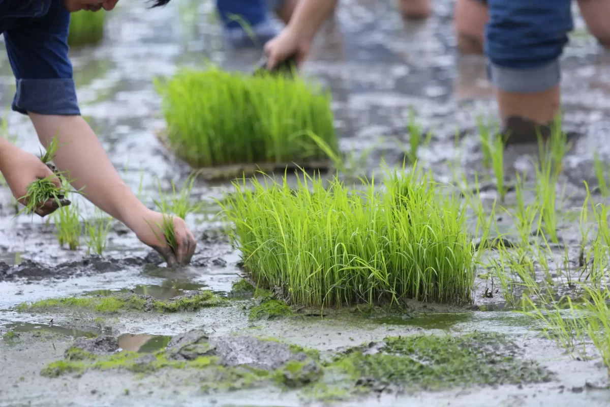 planting organic rice farmland