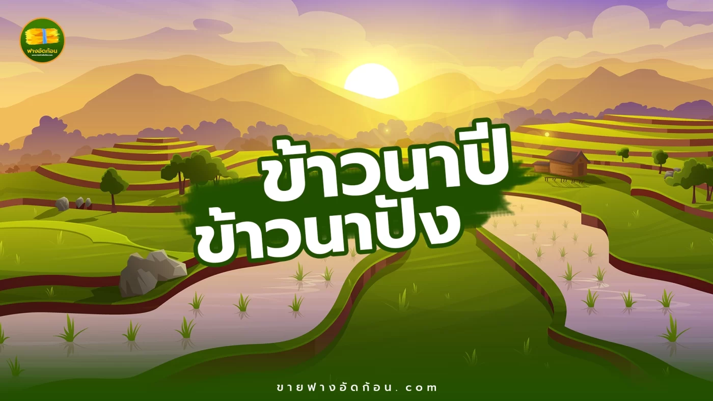 ข้าวนาปี ข้าวนาปัง คืออะไร?