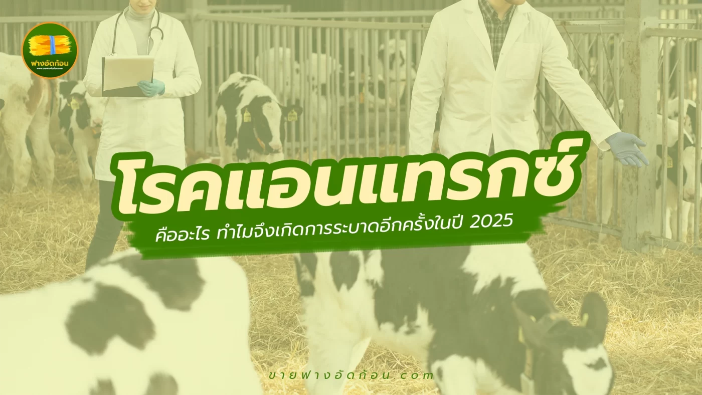 โรคแอนแทรกซ์ คืออะไร ทำไมจึงเกิดการระบาดอีกครั้งในปี 2025