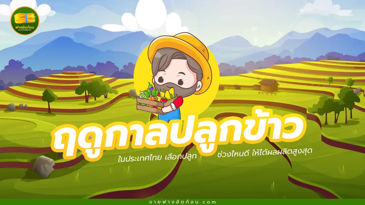 ฤดูกาลปลูกข้าวแต่ละชนิดในไทย เลือกปลูกช่วงไหนดี ให้ได้ผลผลิตสูงสุด