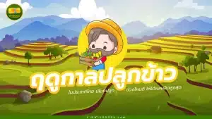 ฤดูกาลปลูกข้าวแต่ละชนิดในไทย เลือกปลูกช่วงไหนดี ให้ได้ผลผลิตสูงสุด