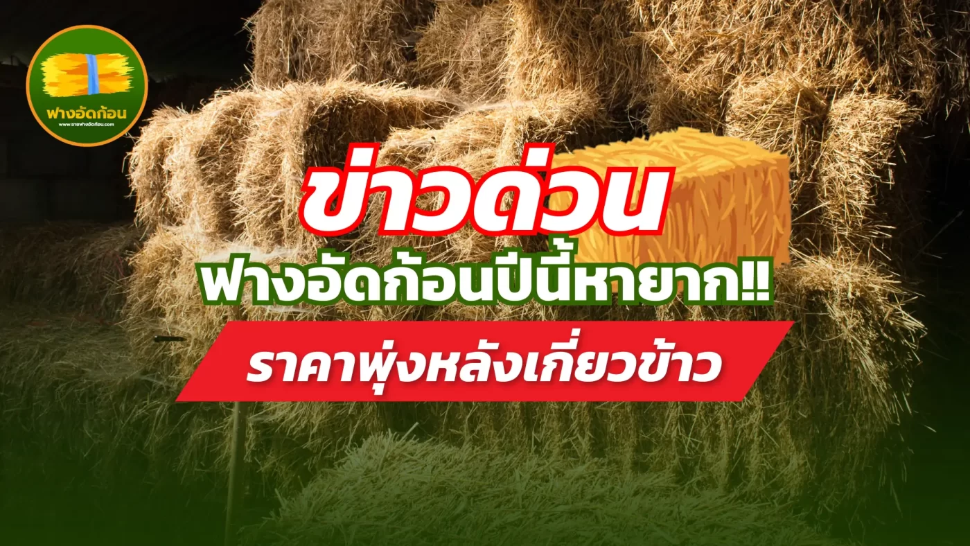 ข่าวด่วน “ฟางอัดก้อนปีนี้หายาก ราคาพุ่งหลังเกี่ยวข้าว”