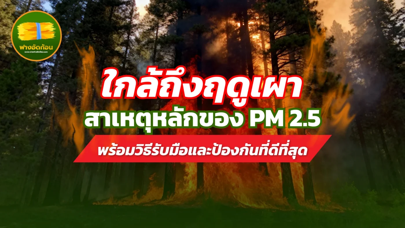 ใกล้ถึงฤดูเผา สาเหตุหลักของ PM 2.5 พร้อมวิธีรับมือและป้องกันที่ดีที่สุด