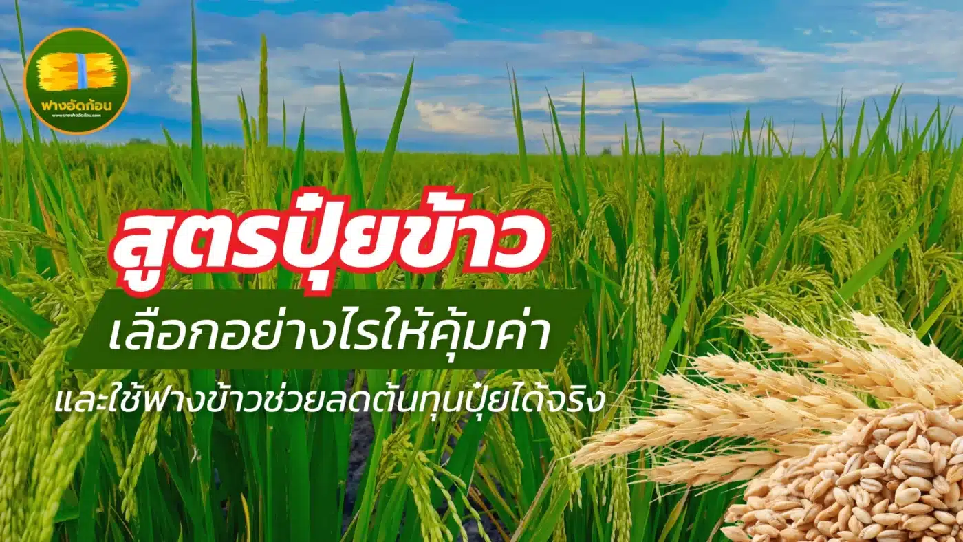 สูตรปุ๋ยข้าว เลือกอย่างไรให้คุ้มค่า และใช้ฟางข้าวช่วยลดต้นทุนปุ๋ยได้จริง