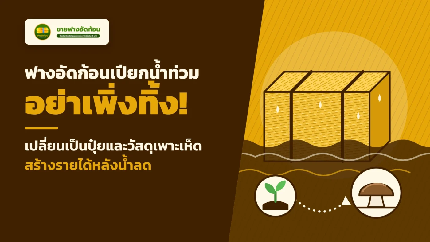 ใช้ฟางอัดก้อนเปียกน้ำท่วมเพาะเห็ดฟางได้ไหม