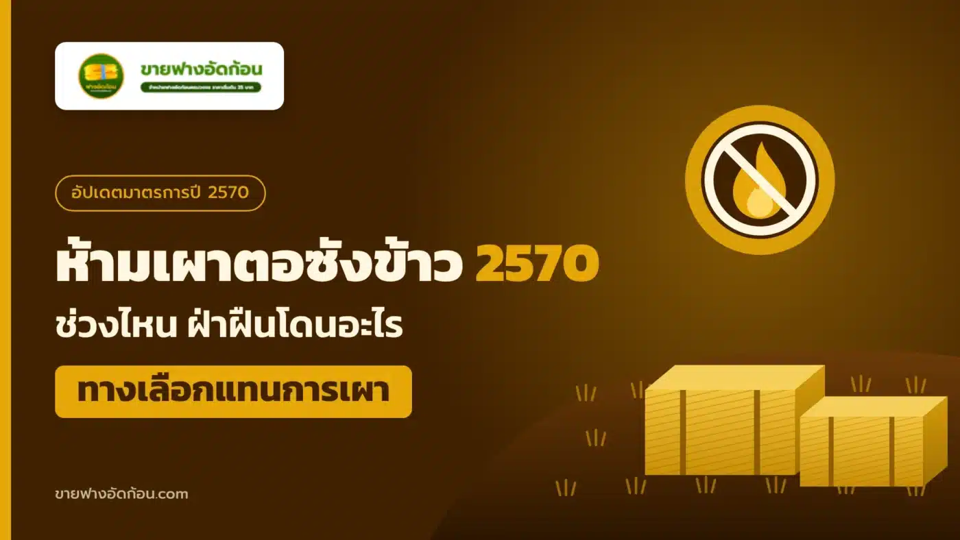 ห้ามเผาตอซังข้าว 2570 ช่วงไหน ฝ่าฝืนโดนอะไร ทางเลือกแทนการเผา